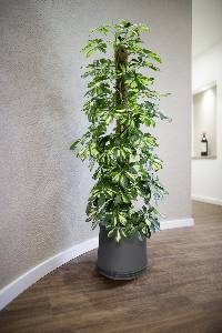 AIRY Luftreinigungsgefäß mit Schefflera 